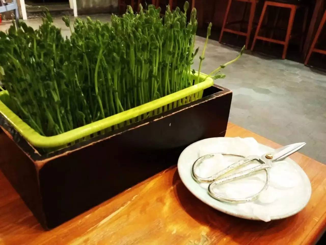 素食星球