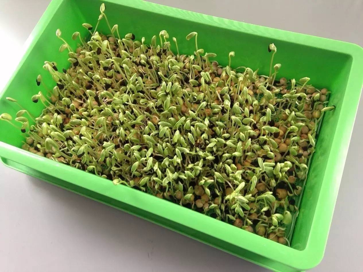 素食星球