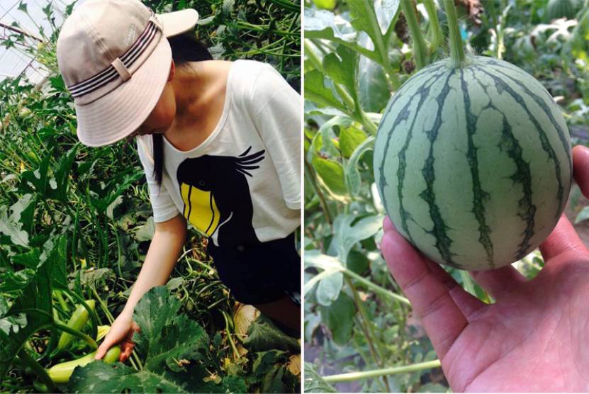 素食星球