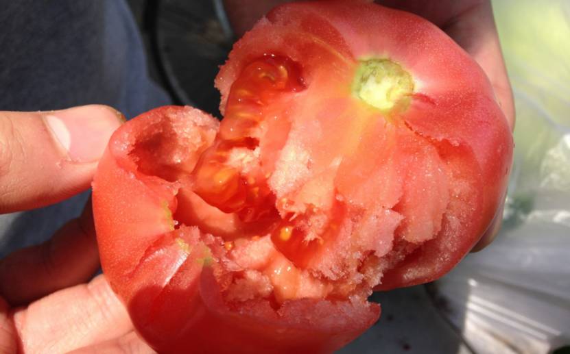 素食星球